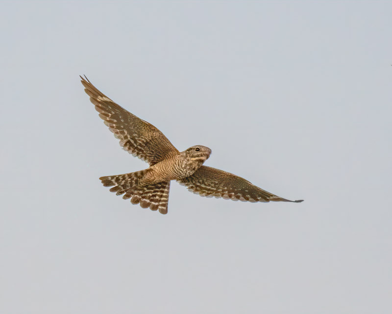 20200525_Marana-129-Edit.jpg 20200525_Marana-129-Edit.jpg