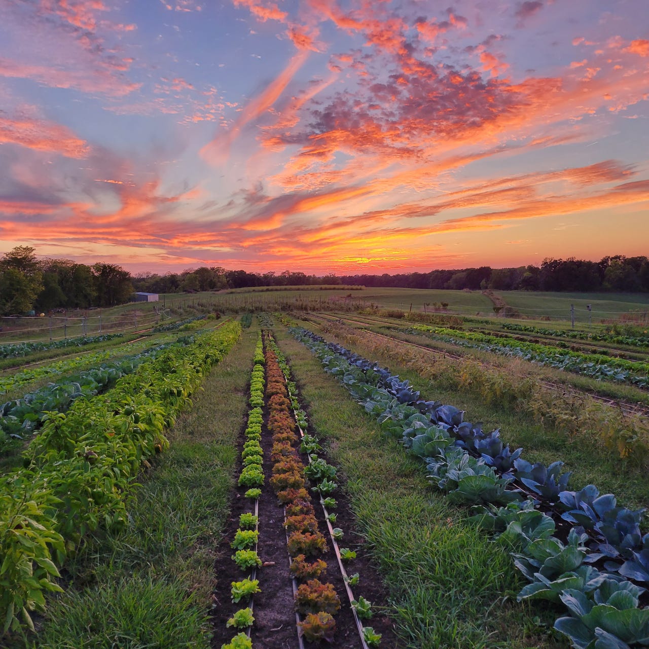 Beyond the Blue Gate