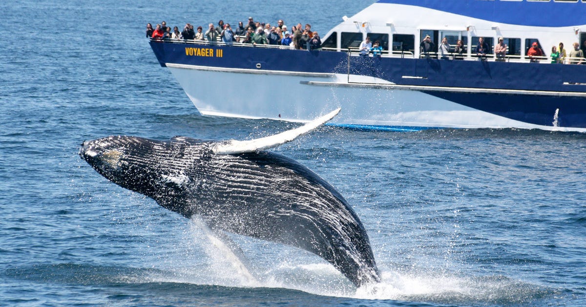 Importance of whale watching: Protecting marine life | IFAW Importance of whale watching: Protecting marine life | IFAW