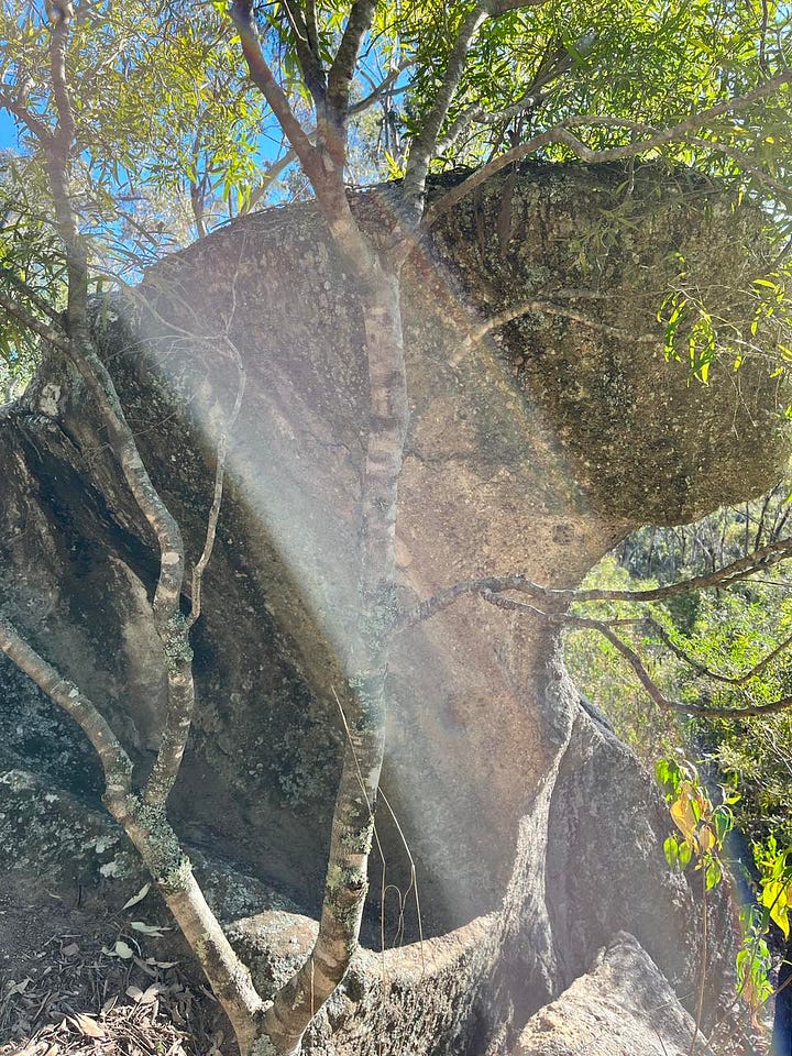 Gum trees