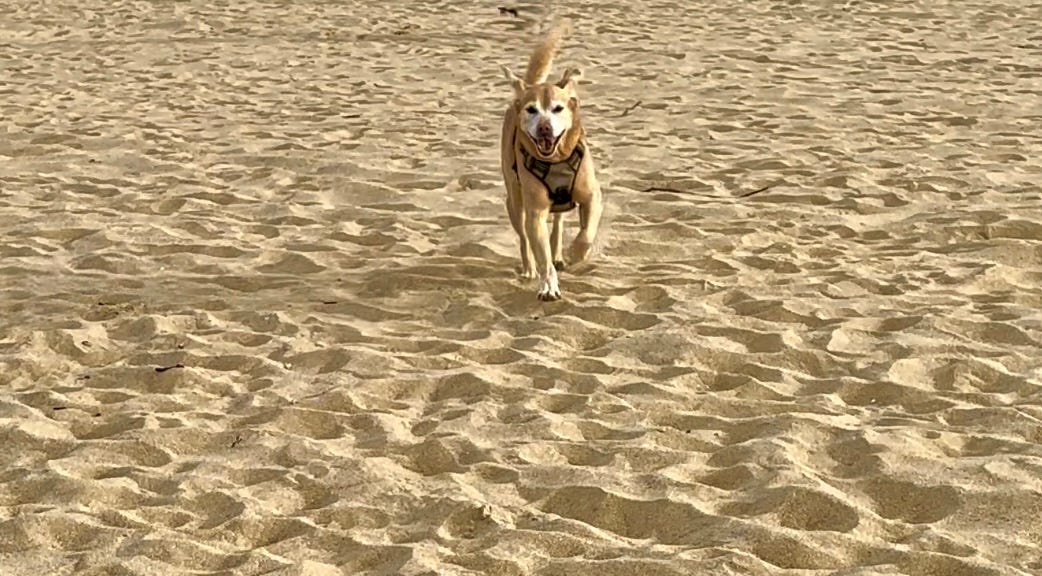 Dog running on a beach