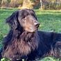 Grimdog's avatar