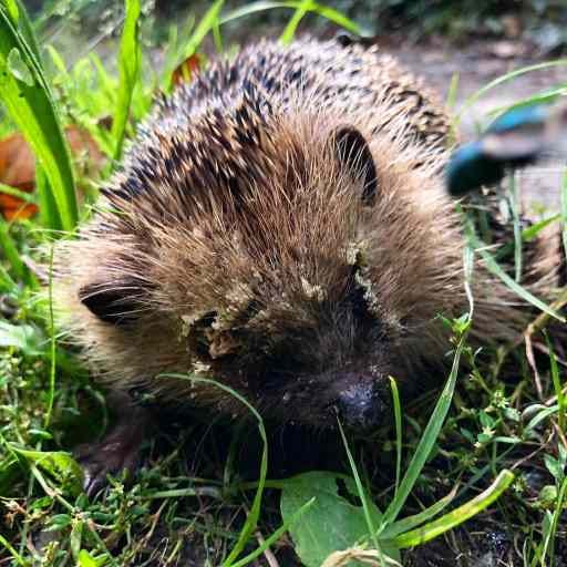 Dit is Freddy. Ik vond hem vandaag in het bos, verzwakt, onder de vliegen en met een witte aangekoekte rand langs zn kop. Hier is de omgeving is er niet zoiets als een professionele egelopvang of enige andere opvang wat dat betreft. Daarom heb ik Freddy in een kartonnen doos mee naar huis genomen. Hij deed zn neusje uit het luchtgat, wat bemoedigend was.