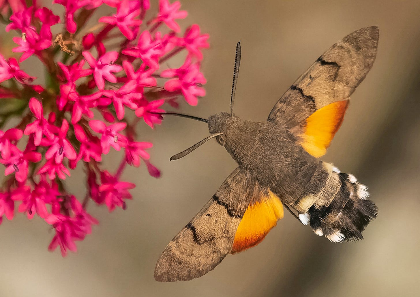 Photographer Captures Incredible Images of Hummingbird Hawk-Moth Photographer Captures Incredible Images of Hummingbird Hawk-Moth