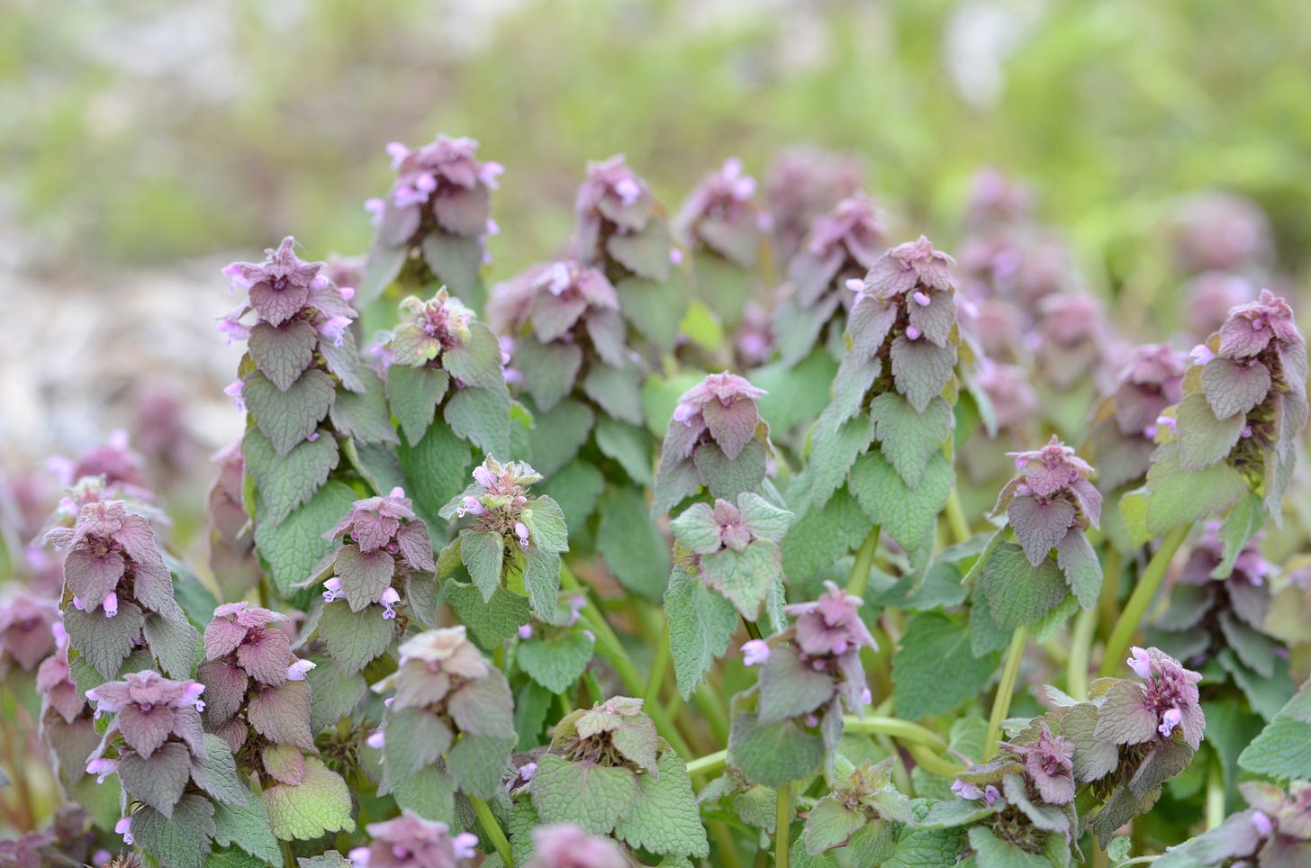 https://www.canr.msu.edu/pestid/uploads/images/Purple%20deadnettle%20May2020%20ECH%20%282%29.JPG https://www.canr.msu.edu/pestid/uploads/images/Purple%20deadnettle%20May2020%20ECH%20%282%29.JPG