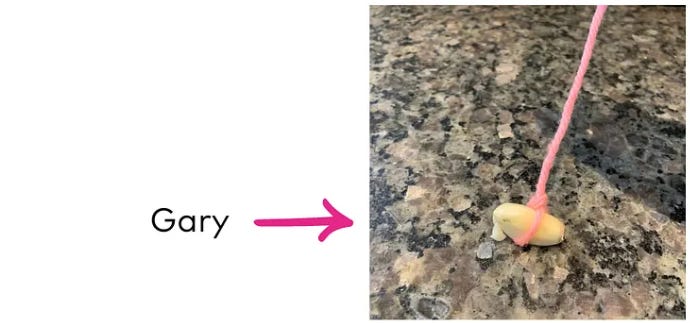 a photo of a garlic on a leash