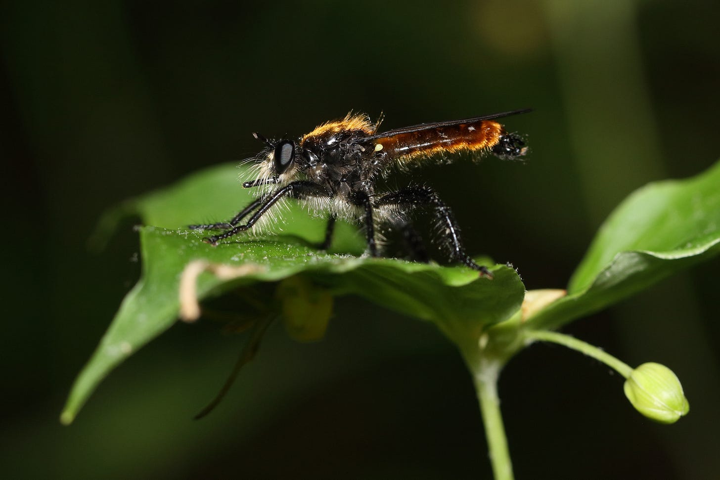 Silky laphria, a member of the Laphria sericea species complex. This is the most closely cropped of the series, showing a fuzzy, long-bodied, fierce looking predatory fly perched on the flat triangle formed of three tapered green leaves, which shade a yellow flower on the left and a yellow flower bud on the right. (Actually the bud is lit up by some sunlight that made it through the shade.) The fly has a long, golden brown fuzzy abdomen, black thorax with a patch of amber fur on top, long black furry legs, and lighter gold fluff on the backs of the front legs and the underside of thorax, as well as a big poof at the front of the fly's face that resembles a long mustache. The fly has huge black eyes at an angle like aviator sunglasses.A robber fly rests on a flat triangle formed by three tapered green leaves of cucumber root. The fly is fuzzy, long-bodied, and fierce-looking, with a long, golden brown fuzzy abdomen, black thorax with a patch of amber fur on top, long black furry legs, and lighter gold fluff on the backs of the front legs and the underside of thorax, as well as a big poof at the front of the fly's face that resembles a long mustache. The fly has huge black eyes at an angle like aviator sunglasses. The leaves shade a pale yellow flower with reflexed petals and, on the opposite side of the stem, the sun illuminates a closed, yellow-green flower bud. Silky laphria, a member of the Laphria sericea species complex. This is the most closely cropped of the series, showing a fuzzy, long-bodied, fierce looking predatory fly perched on the flat triangle formed of three tapered green leaves, which shade a yellow flower on the left and a yellow flower bud on the right. (Actually the bud is lit up by some sunlight that made it through the shade.) The fly has a long, golden brown fuzzy abdomen, black thorax with a patch of amber fur on top, long black furry legs, and lighter gold fluff on the backs of the front legs and the underside of thorax, as well as a big poof at the front of the fly's face that resembles a long mustache. The fly has huge black eyes at an angle like aviator sunglasses.A robber fly rests on a flat triangle formed by three tapered green leaves of cucumber root. The fly is fuzzy, long-bodied, and fierce-looking, with a long, golden brown fuzzy abdomen, black thorax with a patch of amber fur on top, long black furry legs, and lighter gold fluff on the backs of the front legs and the underside of thorax, as well as a big poof at the front of the fly's face that resembles a long mustache. The fly has huge black eyes at an angle like aviator sunglasses. The leaves shade a pale yellow flower with reflexed petals and, on the opposite side of the stem, the sun illuminates a closed, yellow-green flower bud.