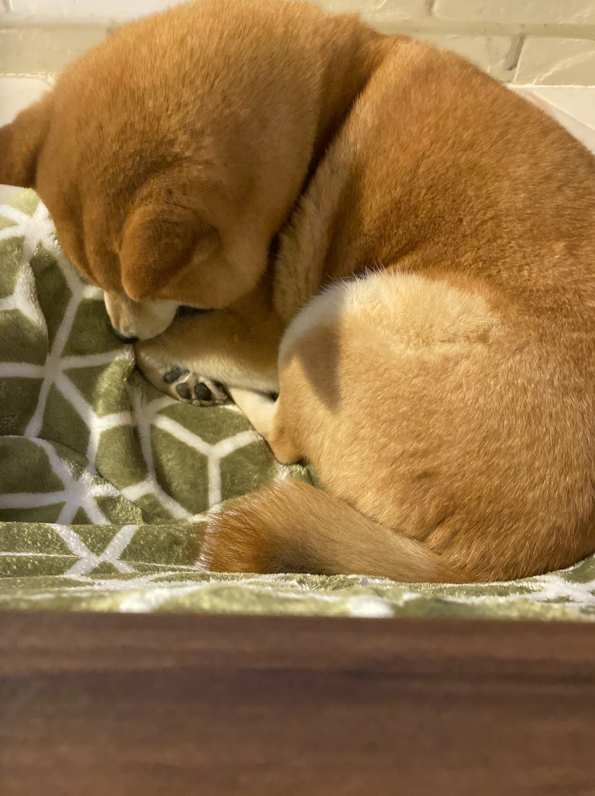 Charm, our dog, sitting on top of the kotatsu blanket instead of under it