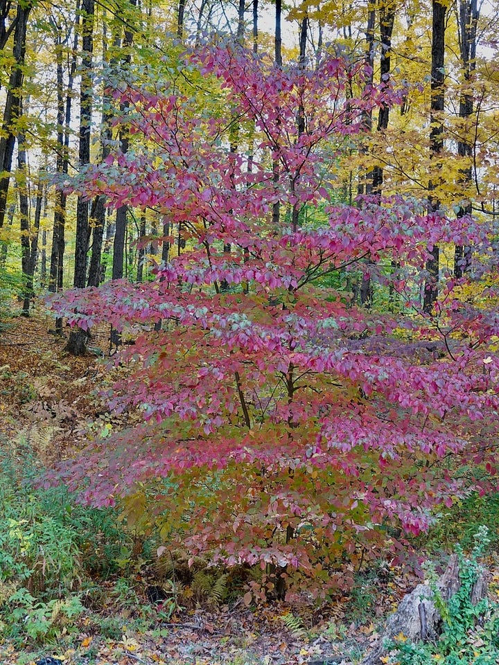 Two pictures of trees, both with red and orange foliage.