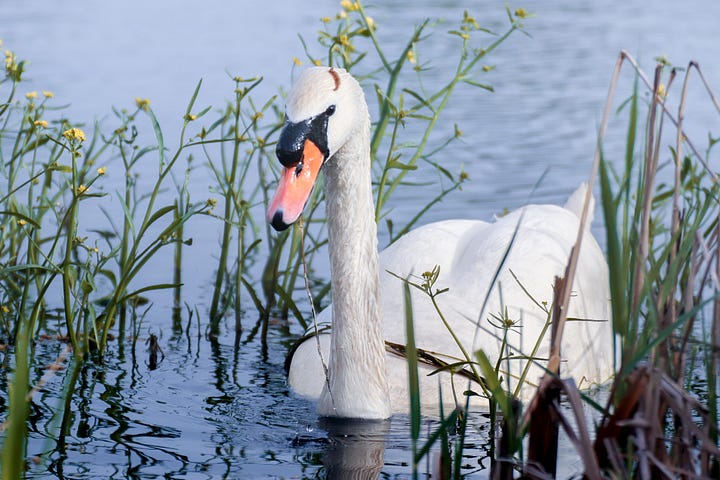 Mute Swan