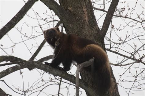 Michigan Exposures: Bring on the Wolverines...