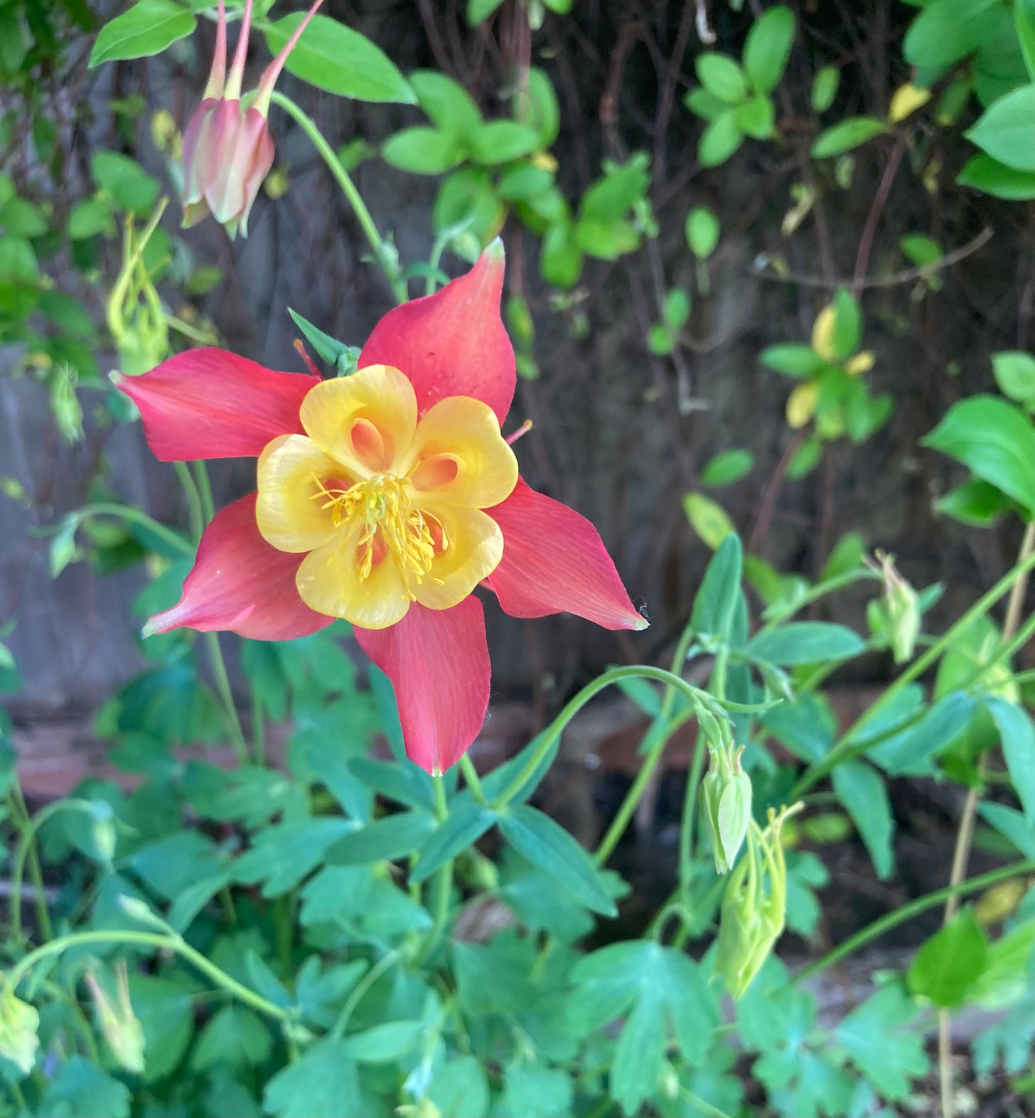 a columbine in bloom: pink-orange petals with a lemon-yellow center.