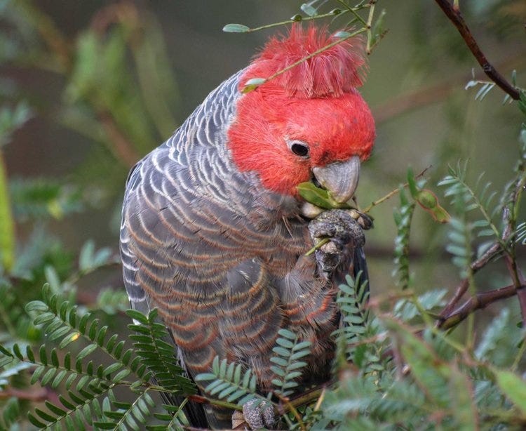 The Red Cockatoo by Po Chu-I (772-846)