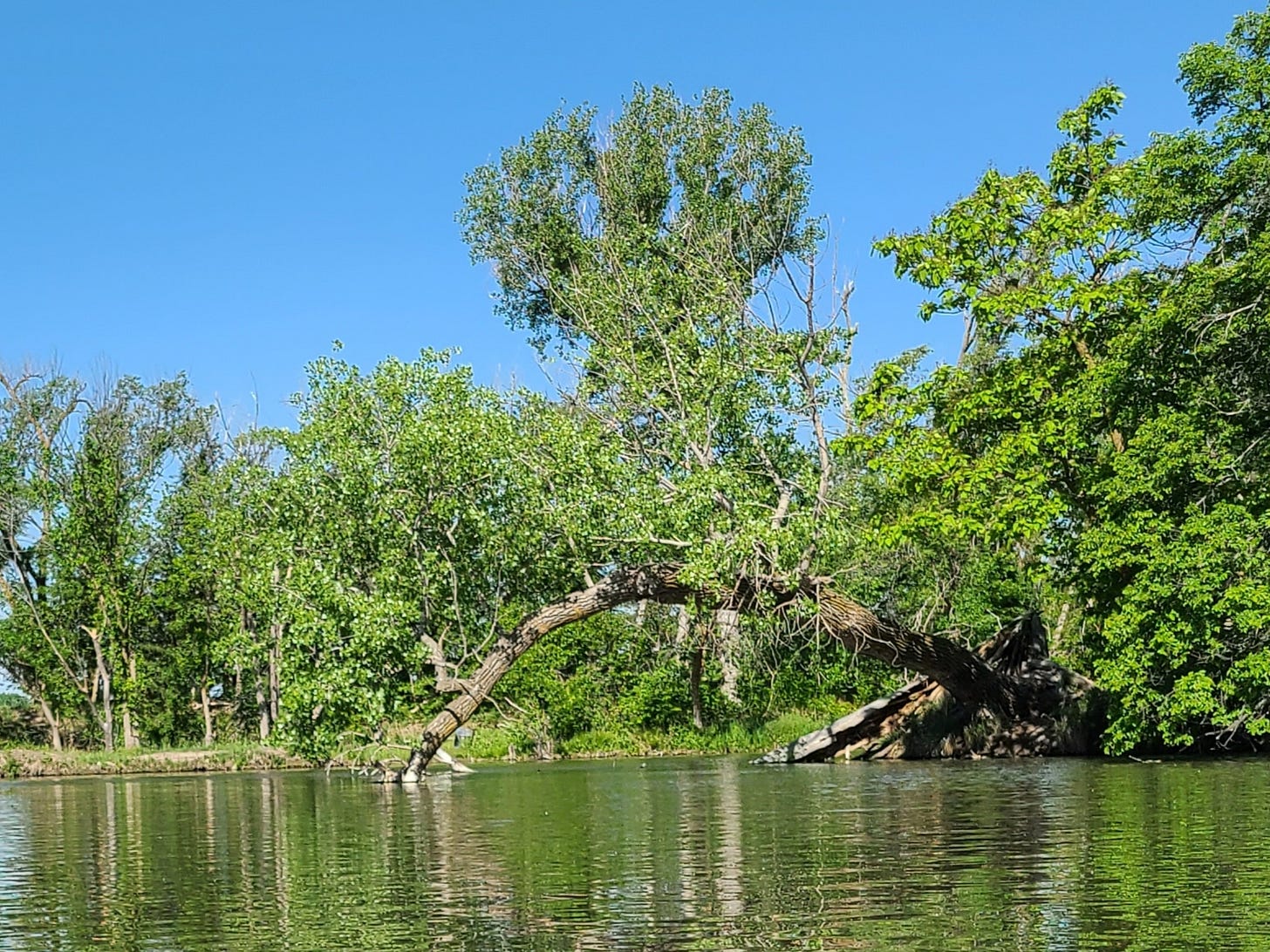 A tree bowed over into a creek, yet still alive with new growth shown on its arched trunk