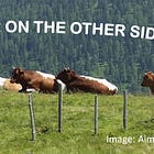 Where are all the ethical omnivores?