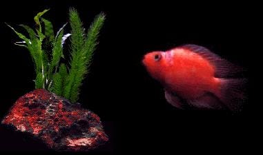 MOPy fish - Wikipedia