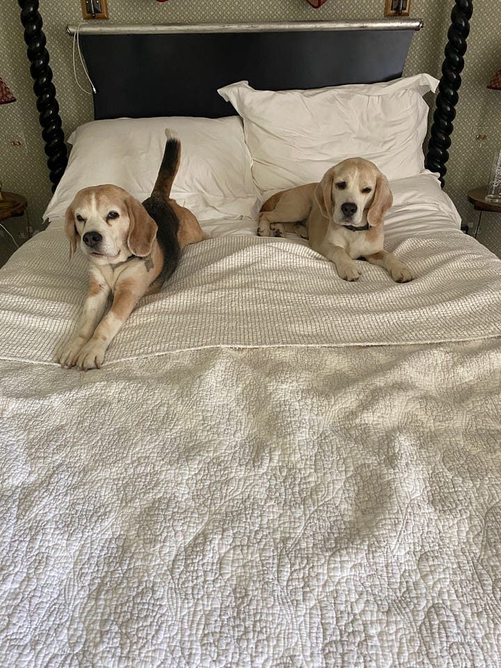 beagles laying on a double bed