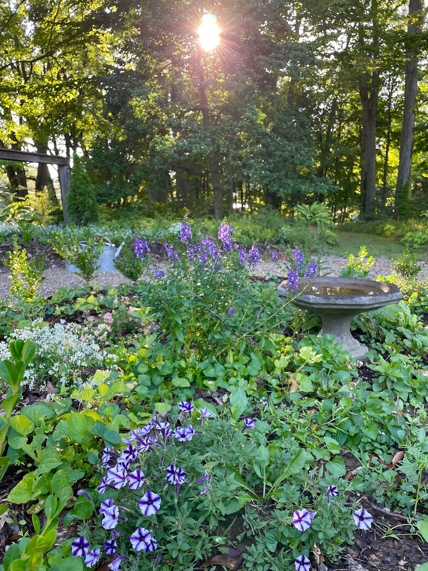 Angelonia, Petunias and Euphorbias in the Entry beds this month, along with some hardy annuals seeds that are just starting to get going. Angelonia, Petunias and Euphorbias in the Entry beds this month, along with some hardy annuals seeds that are just starting to get going.