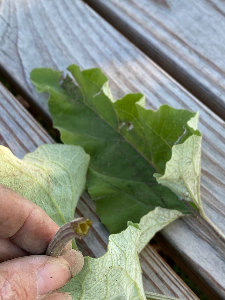 Left- Fuzzy underside of Burdock leaf, Right - Hollow leaf petiole of Arctium minus