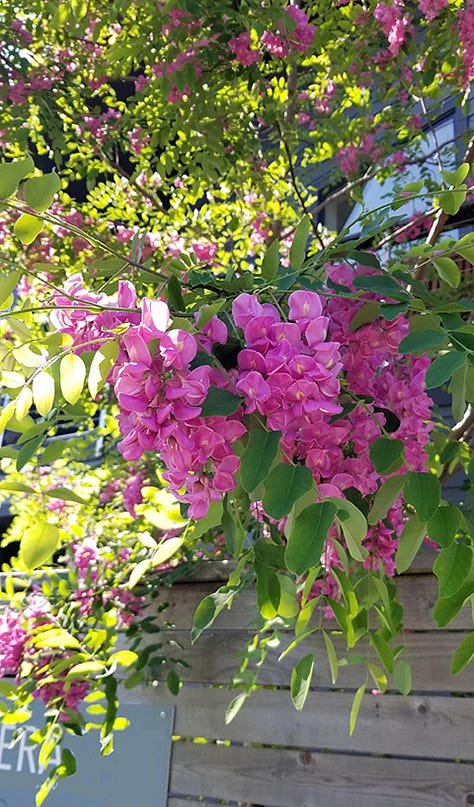 Gallery of images of roses, irises, and other pink blooms