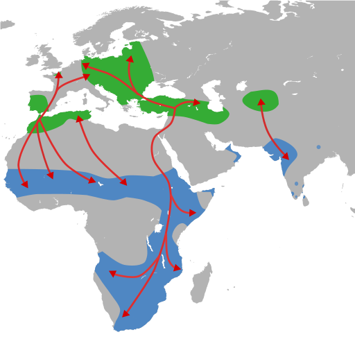 Distribuzione e rotte di migrazione delle cicogne bianche. Distribuzione e rotte di migrazione delle cicogne bianche.