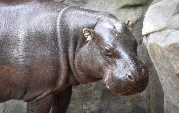 Kingdom of the Wild - Colchester Zoological Society Kingdom of the Wild - Colchester Zoological Society