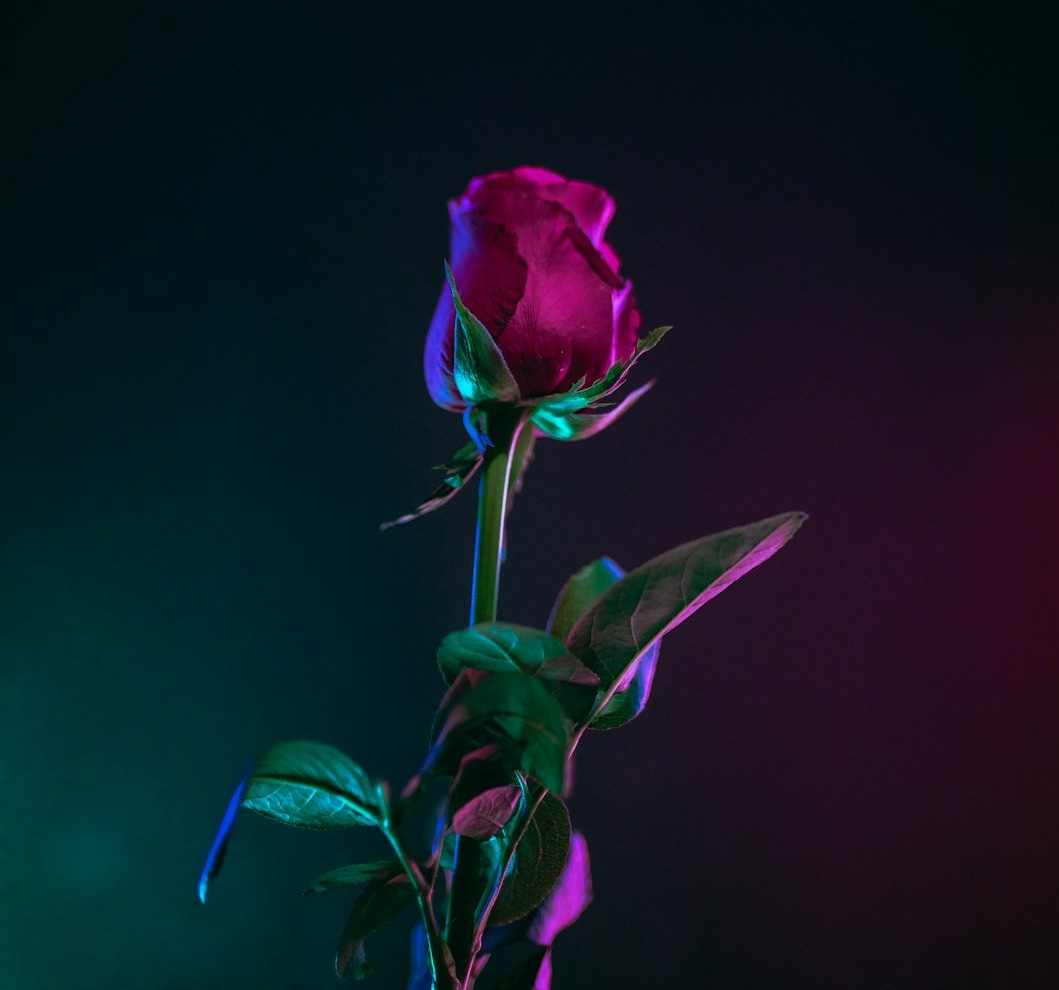 red rose flower photo in dark surface