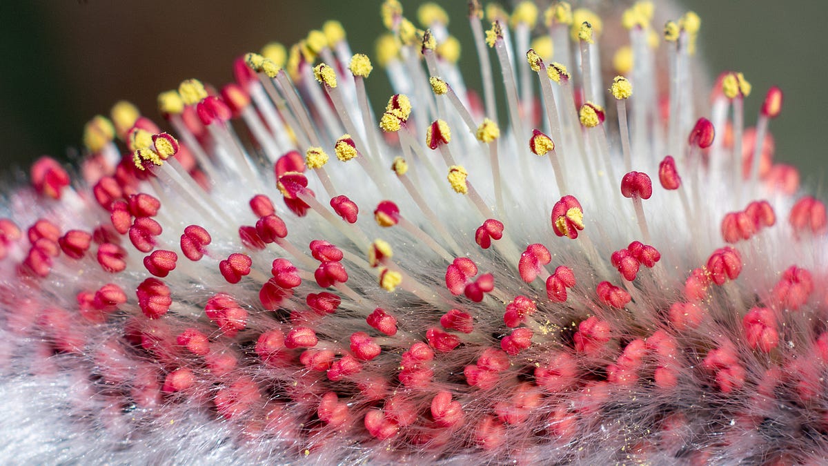 Willow Macros - Getting Closer