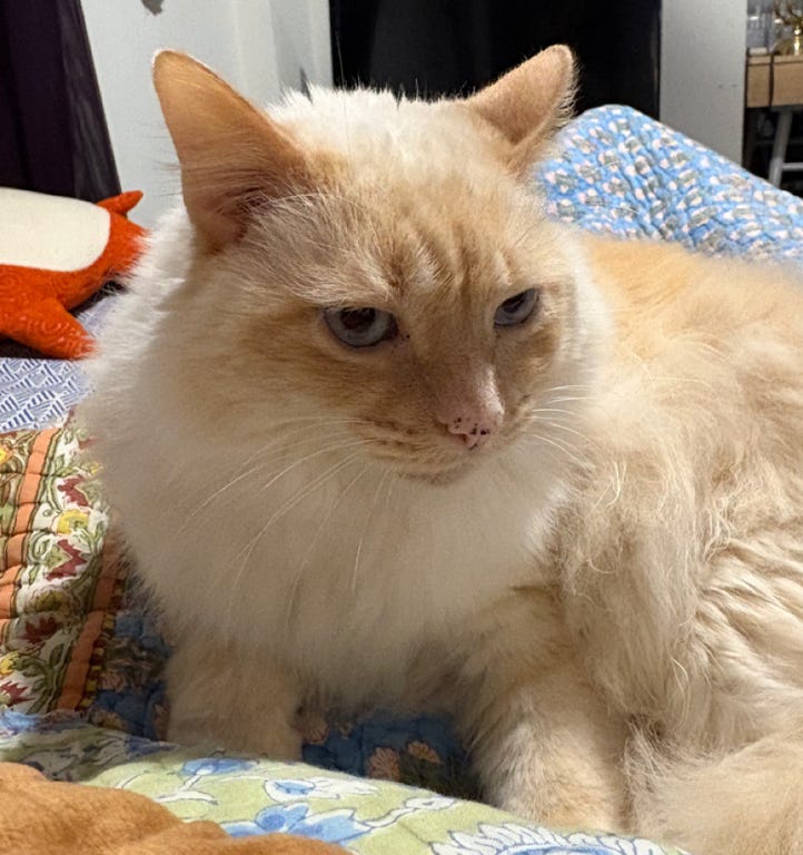 white floof with very pink ears and blue eyes sitting on bed with colorful quilts; she looks suspicious but open to negotiations white floof with very pink ears and blue eyes sitting on bed with colorful quilts; she looks suspicious but open to negotiations