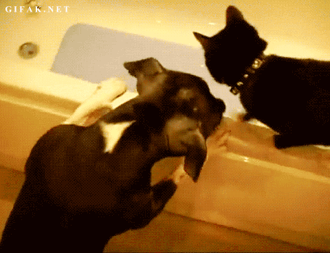 The Relationship Between Cats and Dogs, Told in GIFs | The BarkPost|The  Relationship Between Cats and Dogs, Told in GIFs | The BarkPost|The  Relationship Between Cats and Dogs, Told in GIFs |
