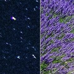 Embrace the Stars Astrology&Lavender Fields Forever