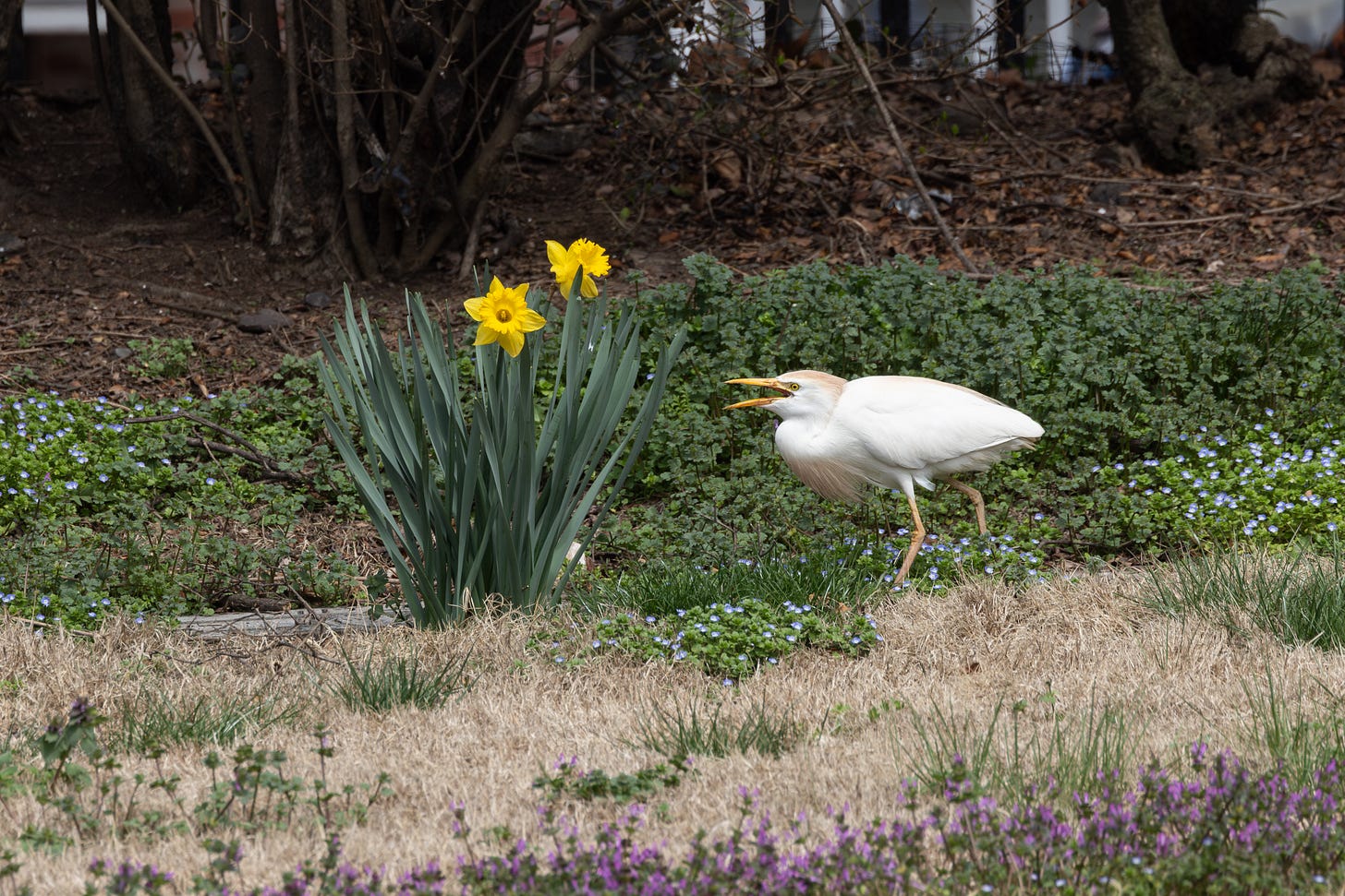 a cattle egret seemingly screaming at two flowering daffodils.