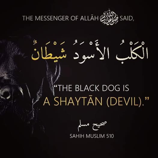 Tämä rohkaisee kulttuurista valloitusta, jossa islam ei sopeudu vaan vaatii tilaa omille tabuilleen. Hadithien mukaan Muhammed piti erityisesti mustia koiria “Saatanan avustajina”. Tämä rohkaisee kulttuurista valloitusta, jossa islam ei sopeudu vaan vaatii tilaa omille tabuilleen. Hadithien mukaan Muhammed piti erityisesti mustia koiria “Saatanan avustajina”.