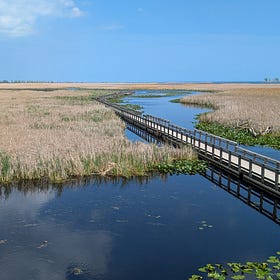 Finding Sanctuary at Point Pelee National Park