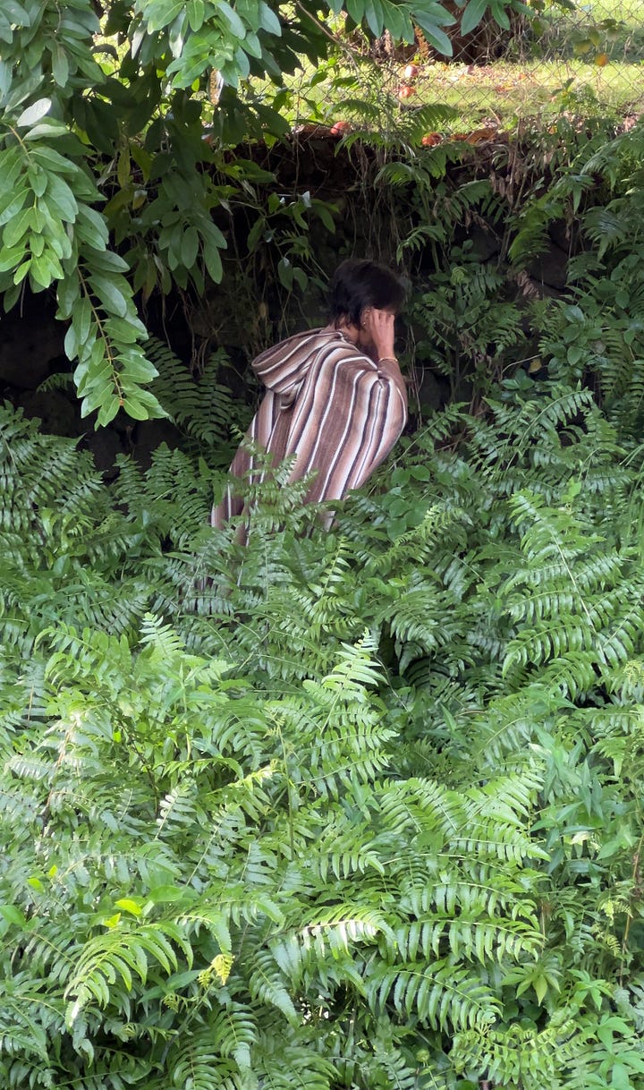 foraging for wild ferns and bananas in the Hawaiian forests