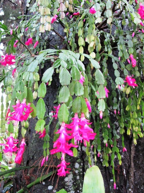 cactus neon light Spiky Cactus Icon LED Neon Sign – MEON NEON main image 1