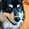 Gael's Daily Dogs's avatar