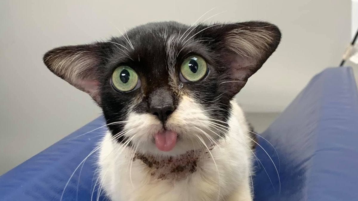 Cute cat divides internet as people can't decide if she looks like Dobby or  Yoda - Mirror Online
