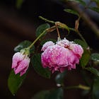 The Gentle Business Journal | 03