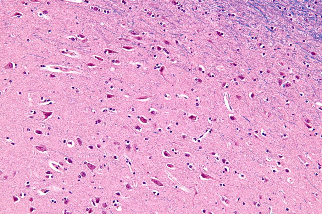 neurons brain behavior