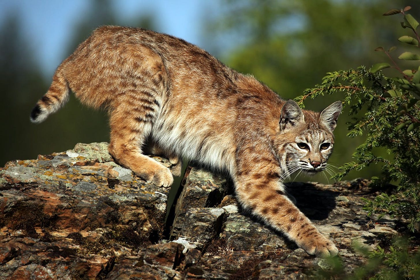 Bobcat | Wildcat, Appearance, Habitat, & Facts | Britannica