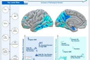 Figure 1. How different factors influence the spread and increase of tau in the brain. On the left, you see the factors this study looked at. The two types of tau progression we measured are shown in blue: Light blue ("tau-spatial-extent") refers to how much more of the brain became affected by tau over time. We measured this by calculating how much the affected area grew each month. Dark blue ("tau-level-rise") shows how much the level of tau increased in areas that were already affected at the start of the study. The brain images show a real example: a 67-year-old man with mild cognitive impairment (MCI) who later developed dementia. He had 12 years of education, a BMI of 28.5, and moderate high blood pressure at the start of the study. Four years later, areas in light blue show where new tau buildup appeared, and dark blue shows where tau levels increased in previously affected areas. The bottom part of the figure shows how different factors—on their own or interacting with each other—were linked to either the spread of tau (right side) or the rise in tau levels (left side), using actual effect sizes from the data.