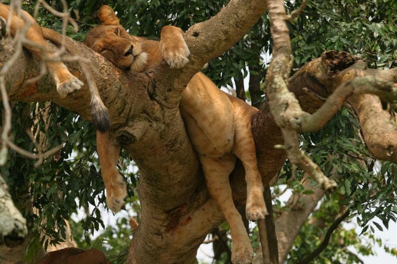 A Closer Look at Tree Climbing Lions | Why Do Some Lions ... A Closer Look at Tree Climbing Lions | Why Do Some Lions ...