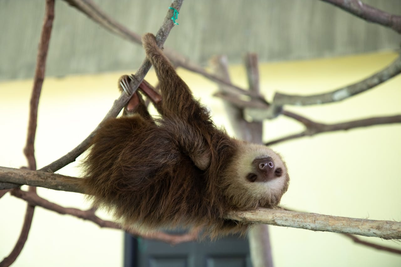 A sloth hangs upside down from a tree branch. A sloth hangs upside down from a tree branch.