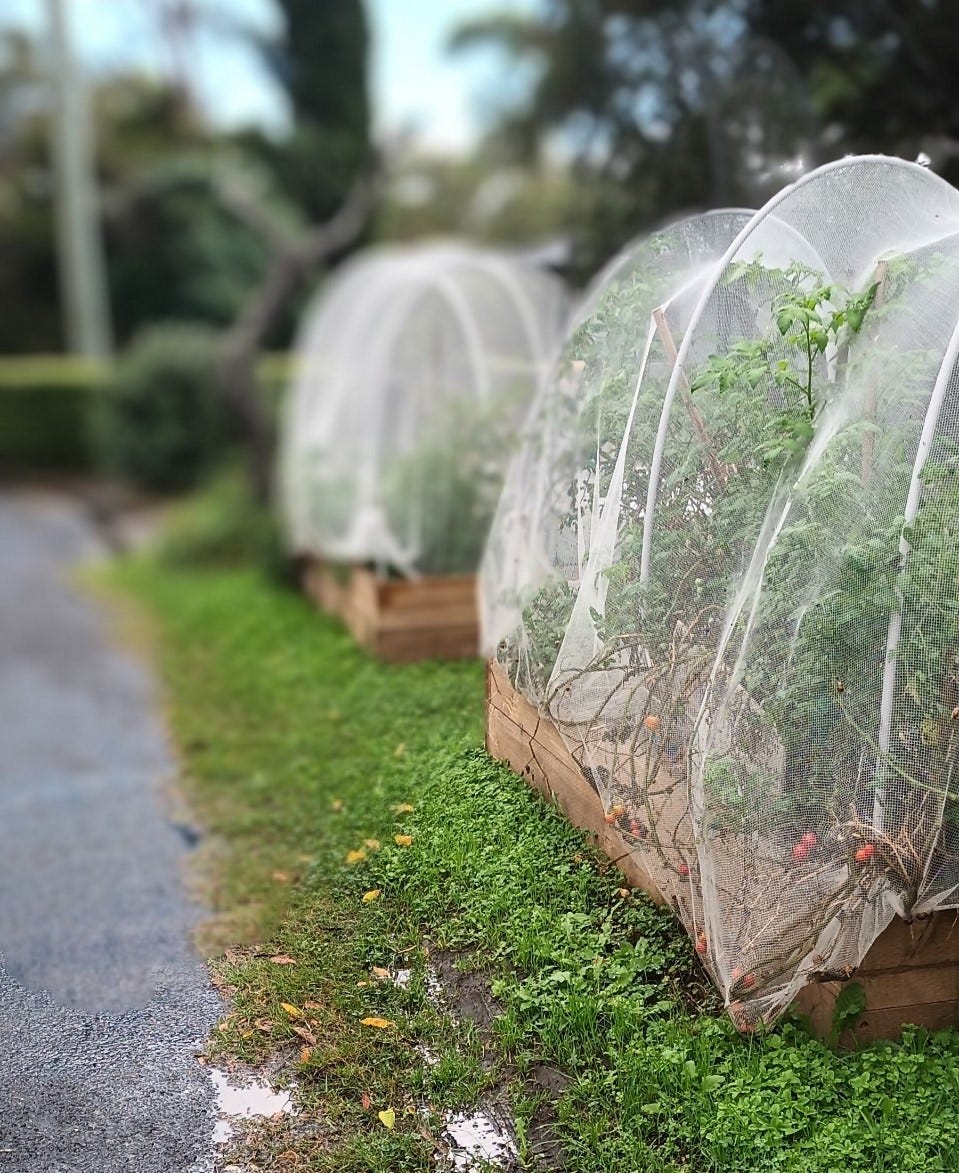 Faulconbridge Street Garden Faulconbridge Street Garden