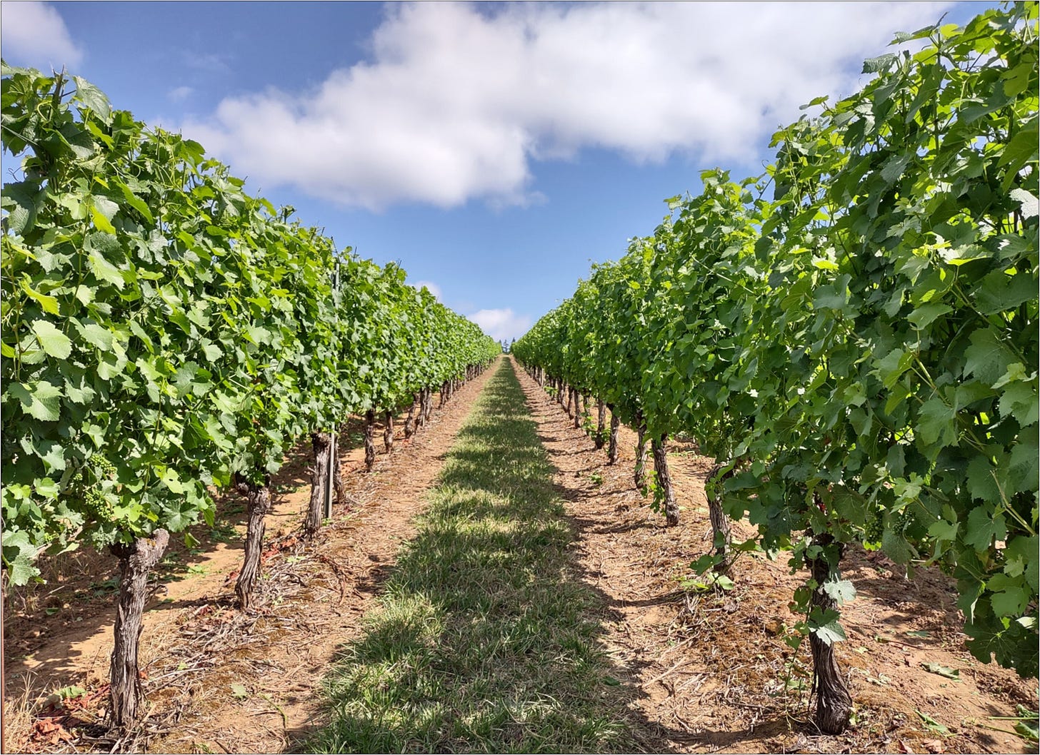 Wadenswil Clone Pinot Noir vines trimmed top and sides.