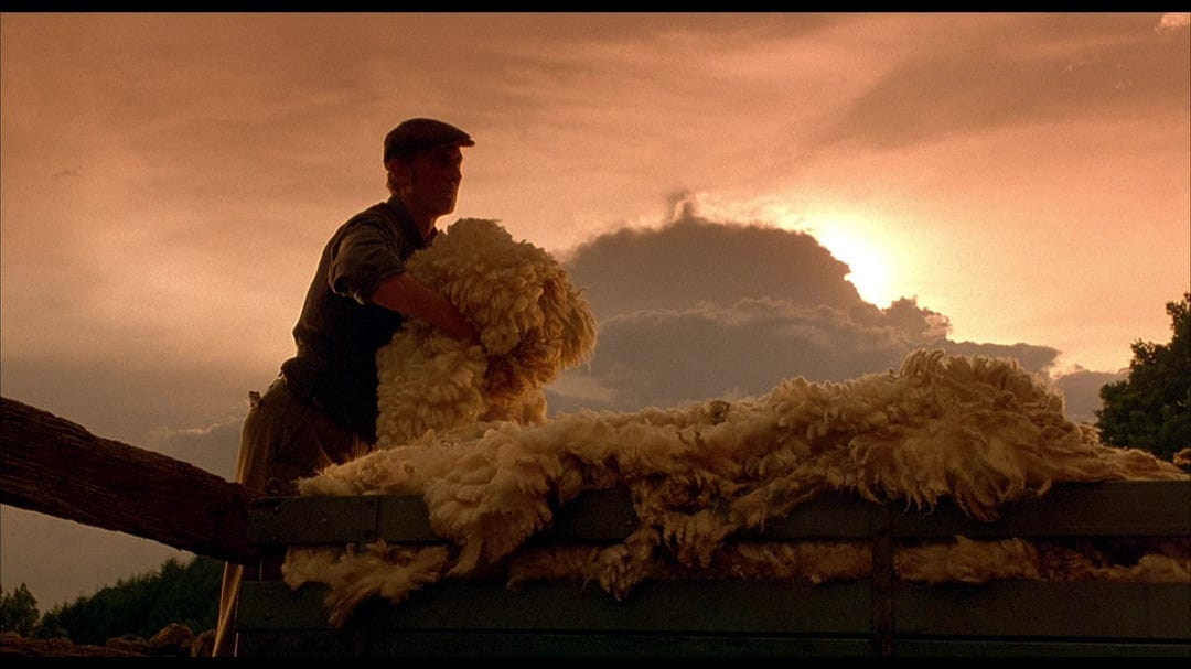 Babe (1995) : r/CineShots Babe (1995) : r/CineShots