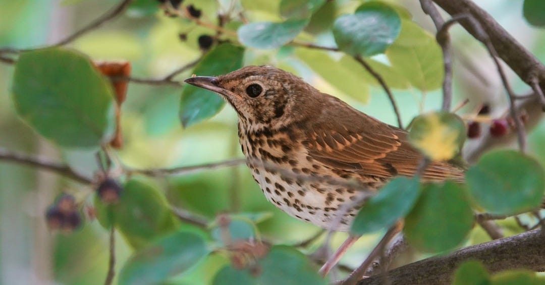 brown and white bird on green leaves during daytime