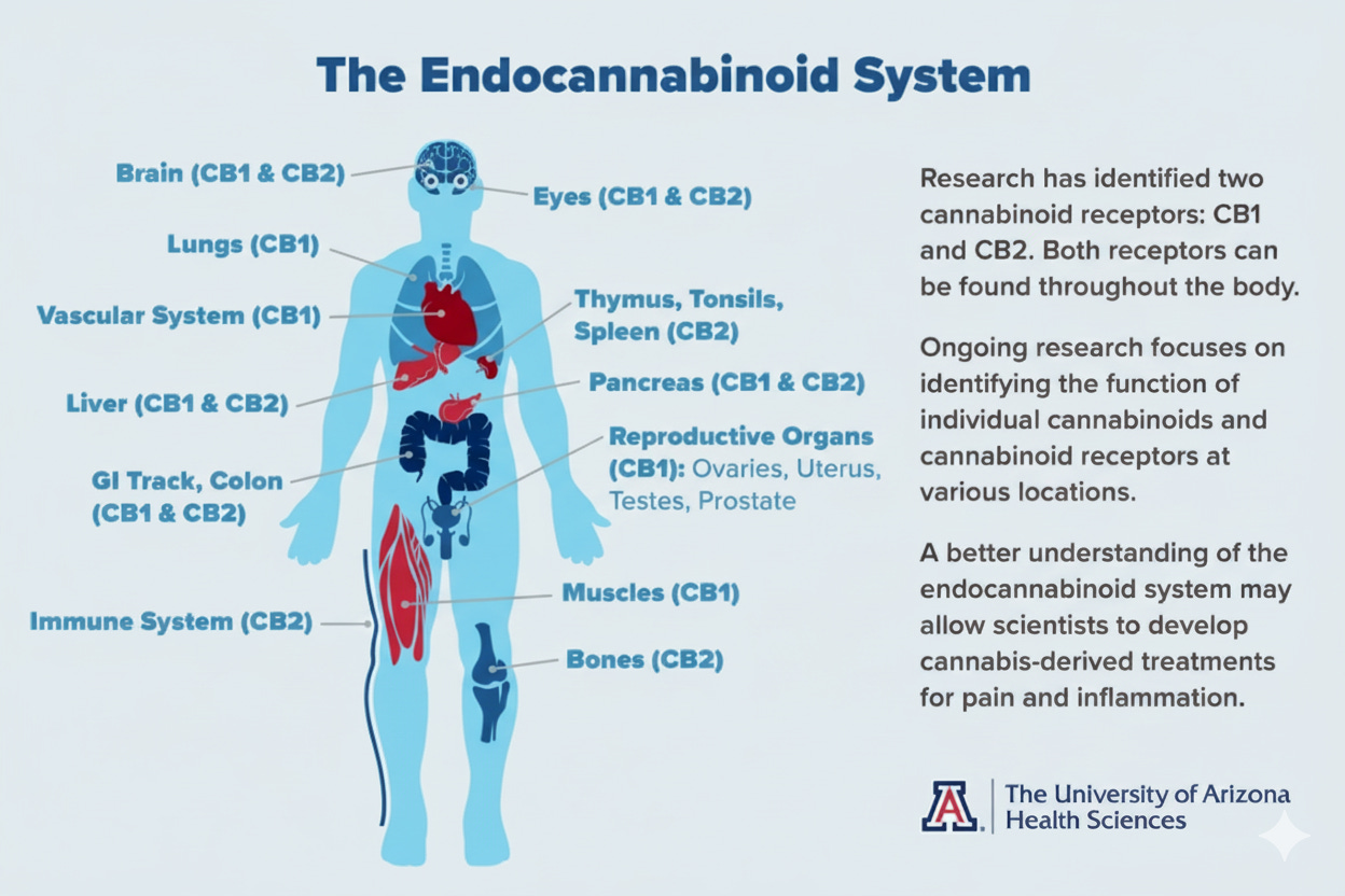 This is an educational infographic from The University of Arizona Health Sciences titled "The Endocannabinoid System." The main feature is a diagram of the human body that illustrates where the two primary cannabinoid receptors, CB1 and CB2, are located. Lines point to various organs and systems—such as the brain, lungs, immune system, and bones—and label which type of receptor is present. To the right of the diagram, explanatory text states that these receptors are found throughout the body and that understanding this system may help scientists develop new cannabis-derived treatments for pain and inflammation. This is an educational infographic from The University of Arizona Health Sciences titled "The Endocannabinoid System." The main feature is a diagram of the human body that illustrates where the two primary cannabinoid receptors, CB1 and CB2, are located. Lines point to various organs and systems—such as the brain, lungs, immune system, and bones—and label which type of receptor is present. To the right of the diagram, explanatory text states that these receptors are found throughout the body and that understanding this system may help scientists develop new cannabis-derived treatments for pain and inflammation.