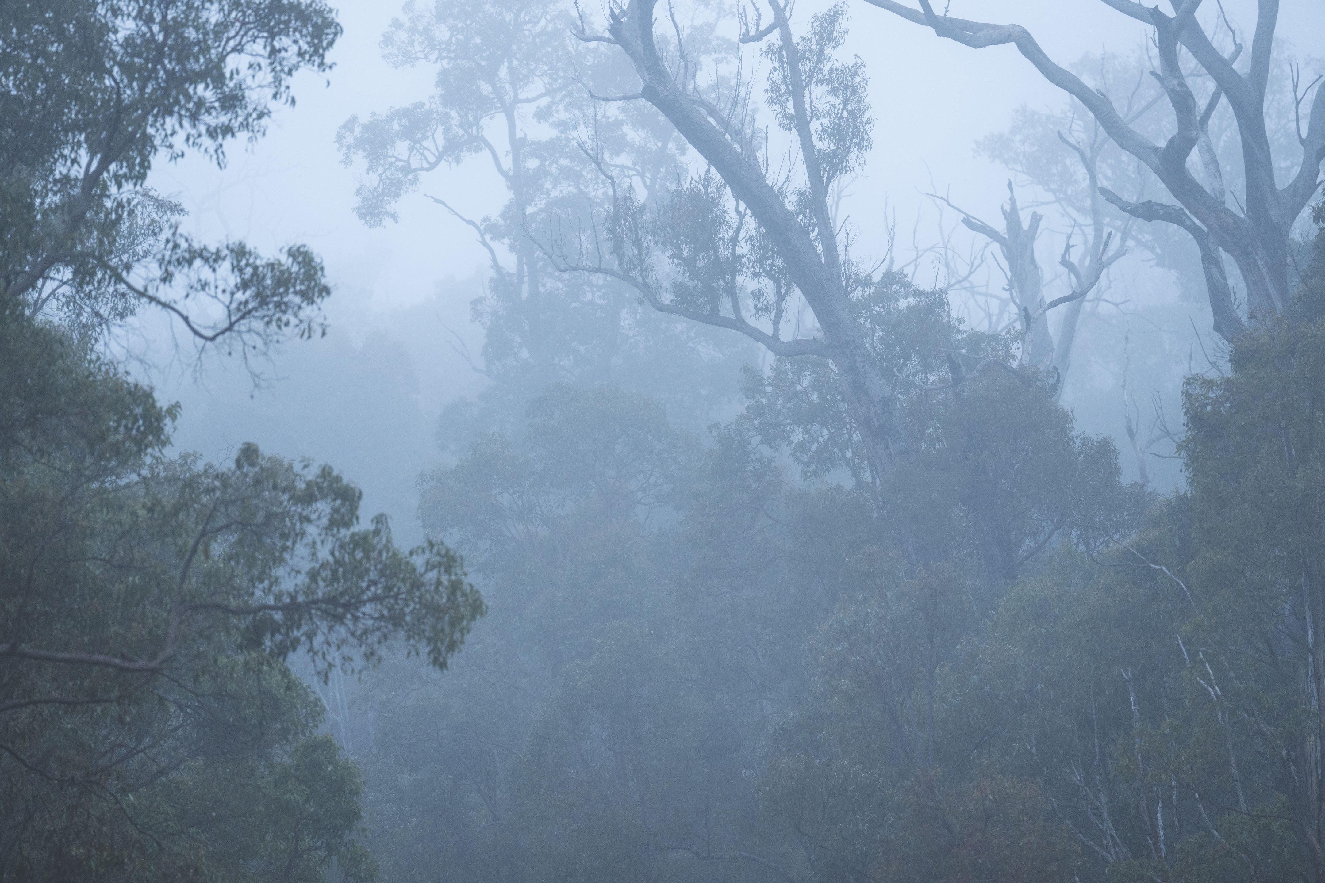 Forest Wa SO WHAT IS IT ABOUT THIS JARRAH FOREST IN WA?